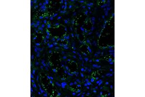 Immunofluorescent analysis of 4 % paraformaldehyde-fixed, 0. (CD34 antibody  (C-Term))