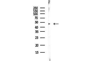 anti-V-Ets erythroblastosis Virus E26 Oncogene Homolog 1 (Avian) (ETS1) (Internal Region) antibody