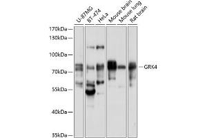 Western blot analysis of extracts of various cell lines, using GRK4 antibody (ABIN6130403, ABIN6141415, ABIN6141416 and ABIN6214602) at 1:1000 dilution. (GRK4 antibody  (AA 359-578))