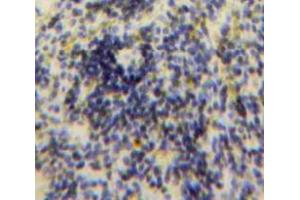 IHC-P analysis of Spleen tissue, with DAB staining. (CCL24 antibody  (AA 27-119))