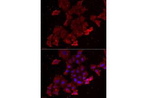 Immunofluorescence analysis of A549 cells using LGALS3BP antibody (ABIN5974167). (LGALS3BP antibody)