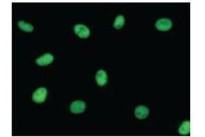 Immunostaining analysis in HeLa cells. (SAE1 antibody)