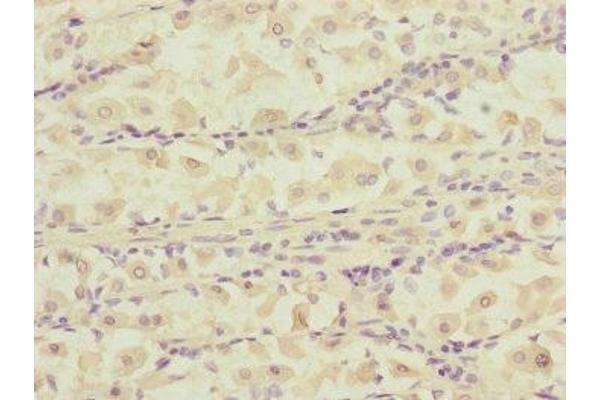DCTN6 antibody  (AA 1-190)