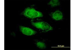 Immunofluorescence of purified MaxPab antibody to ANXA9 on HeLa cell. (Annexin A9 antibody  (AA 1-338))