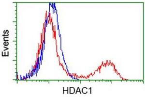HEK293T cells transfected with either RC201745 overexpress plasmid (Red) or empty vector control plasmid (Blue) were immunostained by anti-HDAC1 antibody (ABIN2453940), and then analyzed by flow cytometry. (HDAC1 antibody)