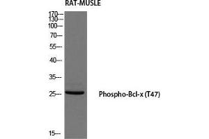 Western Blot (WB) analysis of Rat Muscle using Phospho-Bcl-x (T47) antibody. (BCL2L1 antibody  (pThr47))