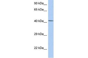 WB Suggested Anti-NR5A1 Antibody Titration:  0. (NR5A1 antibody  (Middle Region))