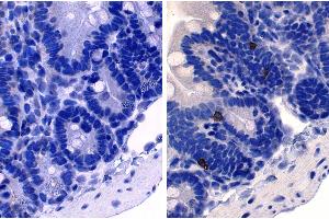 Paraffin embedded mouse small intestine section was stained with Rat Anti-Mouse IgE-UNLB followed by an HRP conjugated secondary antibody, DAB, and hematoxylin. (Rat anti-Mouse IgE (Heavy Chain) Antibody (Alkaline Phosphatase (AP)))