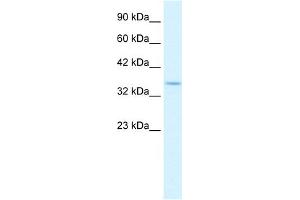 WB Suggested Anti-COPS5 Antibody Titration:  0. (COPS5 antibody  (N-Term))