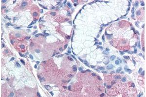 Anti-MUC13 antibody  ABIN960794 IHC staining of human stomach. (MUC13 antibody  (Extracellular Domain))