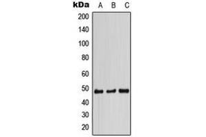Western blot analysis of STAP2 expression in HCT116 (A), SP2/0 (B), PC12 (C) whole cell lysates. (STAP2 antibody  (Center))