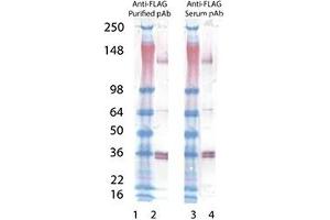 Western blot analysis of anti-FLAG, pAb : Lane 1: MW marker, Lane 2: SuperFasLigand™ (soluble) (human), (recombinant) , Lane 3: MW marker, Lane 4: SuperFasLigand™ (soluble) (human), (recombinant) . (DYKDDDDK Tag antibody)