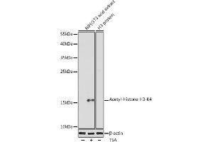 Western blot analysis of extracts of NIH/3T3 cells, using Acetyl-Histone H3-K4 antibody (ABIN7267672) at 1:1000 dilution. (Histone 3 antibody  (H3K4))