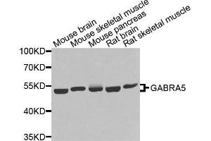 Western blot analysis of extracts of various cell lines, using GABRA5 antibody. (GABRA5 antibody  (AA 32-259))