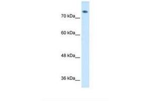 Image no. 1 for anti-Amiloride Binding Protein 1 (Amine Oxidase (Copper-Containing)) (ABP1) (AA 652-701) antibody (ABIN6738009) (DAO antibody  (AA 652-701))