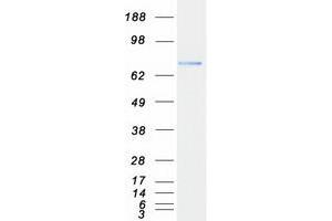 Western Blotting (WB) image for Semaphorin 7A, GPI Membrane Anchor (John Milton Hagen Blood Group) (SEMA7A) protein (Myc-DYKDDDDK Tag) (ABIN2713369)