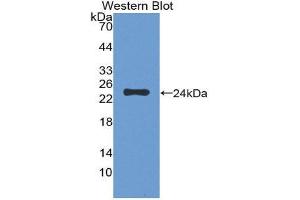 Western Blotting (WB) image for anti-F11 Receptor (F11R) (AA 64-249) antibody (ABIN1868792) (F11R antibody  (AA 64-249))
