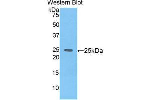 Western Blotting (WB) image for anti-Glypican 4 (GPC4) (AA 220-426) antibody (ABIN1859054) (GPC4 antibody  (AA 220-426))
