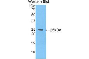 Western Blotting (WB) image for anti-Glypican 4 (GPC4) (AA 220-426) antibody (ABIN1859054)
