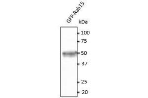 Anti-Rab15 Ab at 1/500 dilution, 293HEK transfected With GFP- Rab15, lysates at 20 µg per Iane, rabbit polyclonal to goat lgG(HRP) at 1/10,000 dilution, (RAB15 antibody  (C-Term))