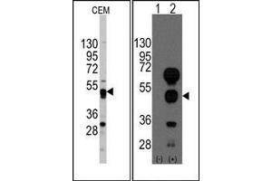 Image no. 1 for anti-GATA Binding Protein 4 (GATA4) (C-Term) antibody (ABIN356870) (GATA4 antibody  (C-Term))
