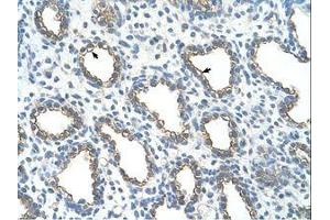 Image no. 1 for anti-Ubiquitin-Conjugating Enzyme E2, J1, U (UBE2J1) (N-Term) antibody (ABIN203528) (UBE2J1 antibody  (N-Term))