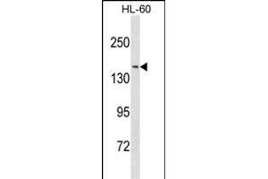 NCOA3 Antibody (N-term) (ABIN1881566 and ABIN2838818) western blot analysis in HL-60 cell line lysates (35 μg/lane).