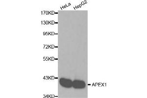 Western blot analysis of extracts of various cell lines, using APEX1 antibody (ABIN6291253). (APEX1 antibody)