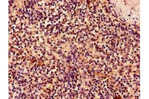 Immunohistochemistry of paraffin-embedded human spleen tissue using ABIN7161645 at dilution of 1:100 (KLRK1 antibody  (AA 73-216))