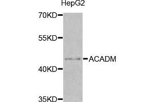 Western blot analysis of extracts of HepG2 cell line, using ACADM antibody. (Medium-Chain Specific Acyl-CoA Dehydrogenase, Mitochondrial antibody)