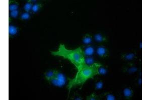 Anti-L1CAM mouse monoclonal antibody (ABIN2453224) immunofluorescent staining of COS7 cells transiently transfected by pCMV6-ENTRY L1CAM (RC211601). (L1CAM antibody)