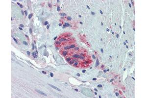 Anti-TUBB2A antibody IHC of human small intestine, myenteric plexus. (TUBB2A antibody  (AA 254-303))