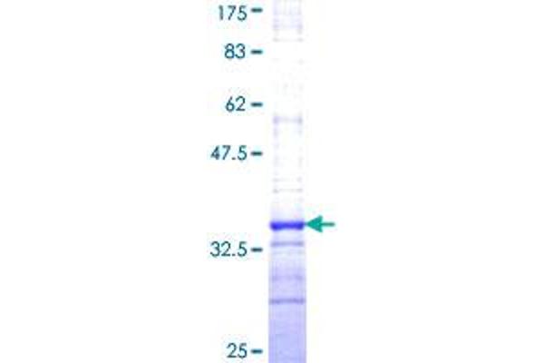 Histone Cluster 2, H4a (HIST2H4A) (AA 31-103) protein (GST tag)