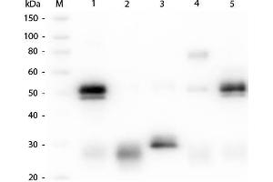 Western Blot of Anti-Rabbit IgG (H&L) (GOAT) Antibody (Min X Bv, Ch, Gt, GP, Ham, Hs, Hu, Ms, Rt & Sh Serum Proteins) . (Goat anti-Rabbit IgG (Heavy & Light Chain) Antibody (Atto 550) - Preadsorbed)