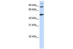 COG4 antibody used at 1 ug/ml to detect target protein.