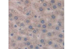 Figure. (Lactoferrin antibody  (AA 550-668))