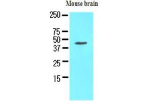 Western Blotting (WB) image for anti-Homer Homolog 1 (HOMER1) (AA 1-354), (N-Term) antibody (ABIN371874) (HOMER1 antibody  (N-Term))