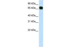 Western Blotting (WB) image for anti-Zinc Finger Protein 64 (ZFP64) antibody (ABIN2461889) (ZFP64 antibody)