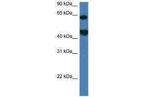 Western Blot showing Lpcat2 antibody used at a concentration of 1. (LPCAT2 antibody  (N-Term))