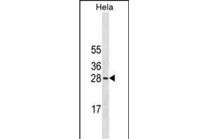 COMT Antibody (N-term)(Ascites) ABIN1882224 western blot analysis in Hela cell line lysates (35 μg/lane). (COMT antibody  (N-Term))