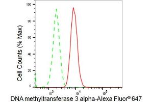 anti-DNA (Cytosine-5-)-Methyltransferase 3 alpha (DNMT3A) antibody
