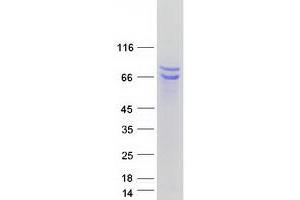 Western Blotting (WB) image for BCL2-Associated Athanogene 4 (BAG4) protein (Myc-DYKDDDDK Tag) (ABIN2715136)