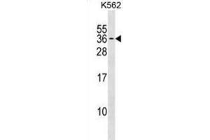 Western Blotting (WB) image for anti-Polyamine Modulated Factor 1 (PMF1) antibody (ABIN3000838)