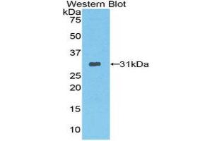 Western Blotting (WB) image for anti-Protease, serine, 12 (Neurotrypsin, Motopsin) (PRSS12) (AA 153-399) antibody (ABIN1860326) (Neurotrypsin antibody  (AA 153-399))