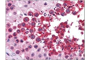 Human Testis: Formalin-Fixed, Paraffin-Embedded (FFPE) (RUVBL2 antibody  (Ser129))