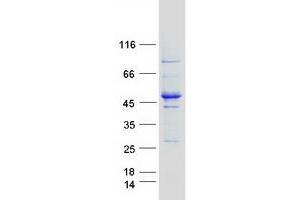 Intraflagellar Transport 52 Homolog (IFT52) protein (Myc-DYKDDDDK Tag)