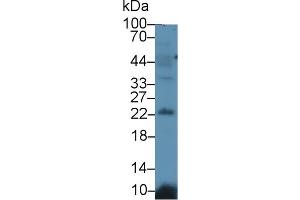 Western blot analysis of Mouse Testis lysate, using Mouse LCN12 Antibody (1 µg/ml) and HRP-conjugated Goat Anti-Rabbit antibody ( (LCN12 antibody  (AA 30-193))