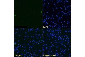 Immunofluorescence staining of mouse splenocytes using anti-TWEAK antibody MTW-1. (Recombinant TWEAK antibody)