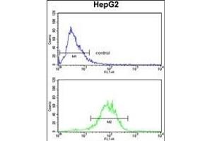 ENOB Antibody (Center) (ABIN1882078 and ABIN2839500) flow cytometry analysis of HepG2 cells (bottom histogram) compared to a negative control cell (top histogram). (ENO3 antibody  (AA 237-264))