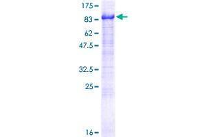 AHNAK Nucleoprotein 2 (AHNAK2) (AA 1-483) protein (GST tag)
